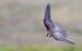 1-Faucon kobez | Falco vespertinus | Red-footed Falcon